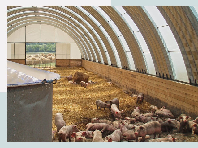 Строительство свинарников в Орле